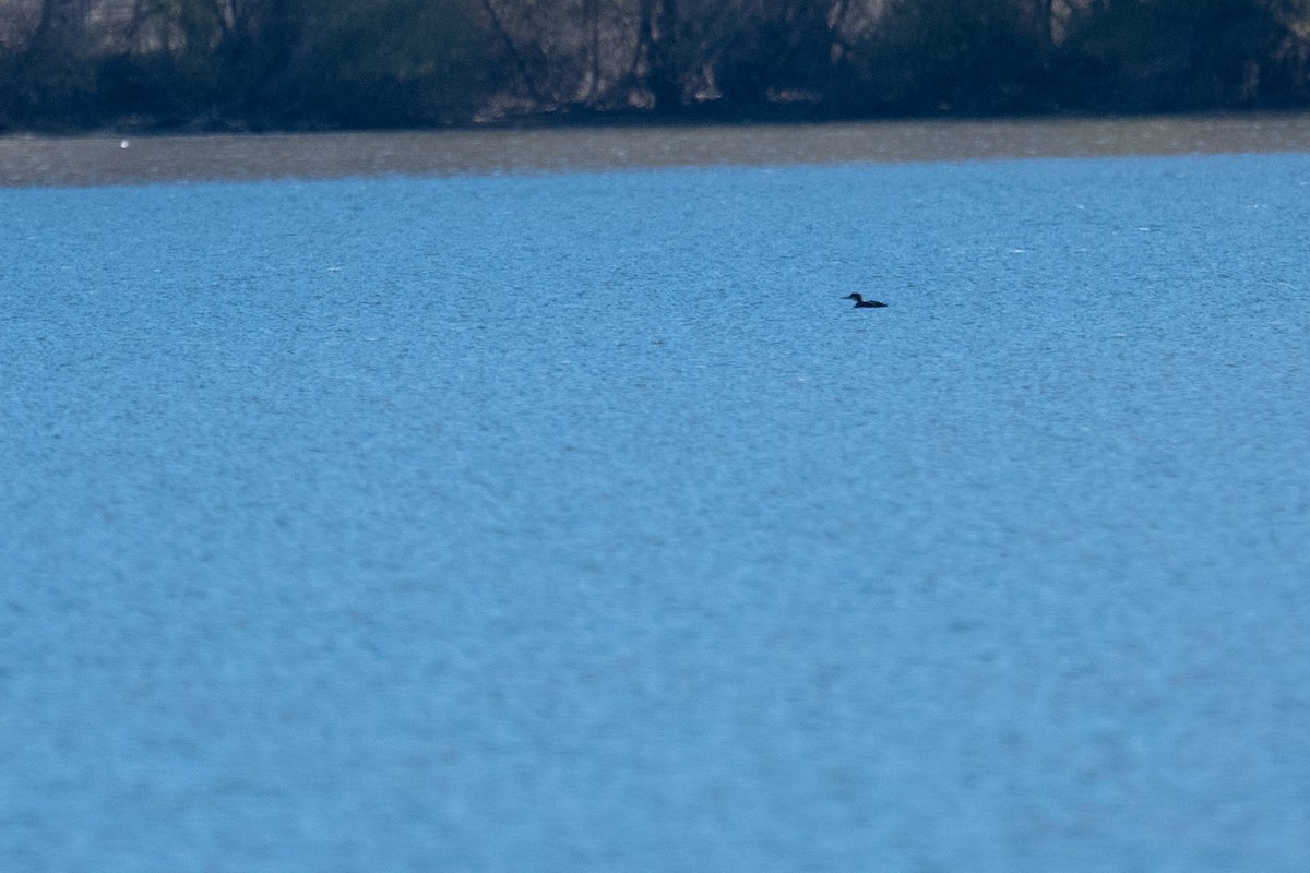 潛鳥屬 - ML644964699