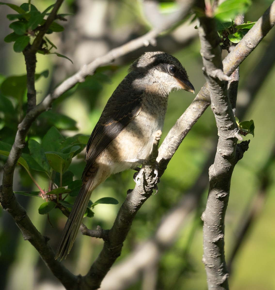 Gray-backed Shrike - ML644964704