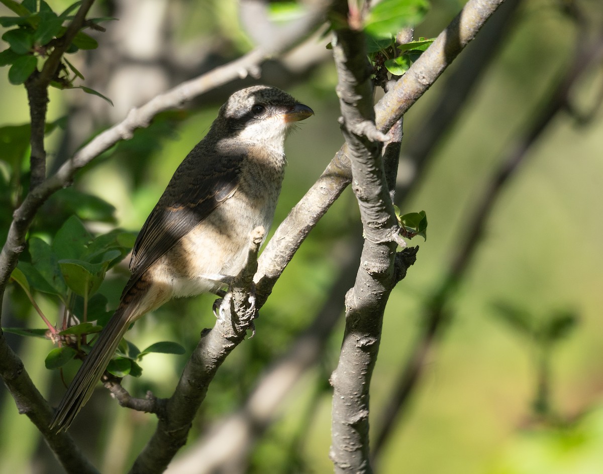 Gray-backed Shrike - ML644964706