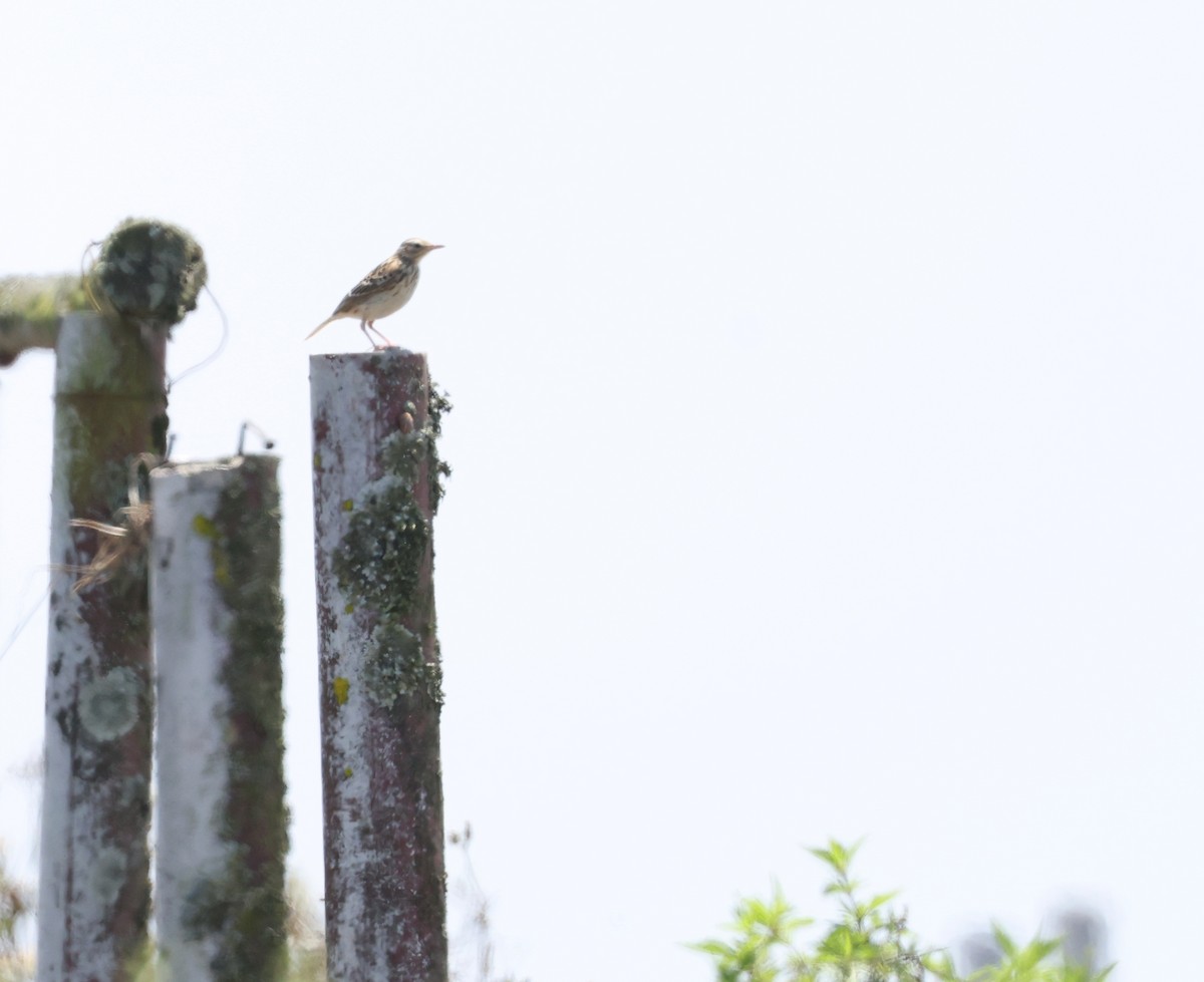 perupiplerke - ML644964708