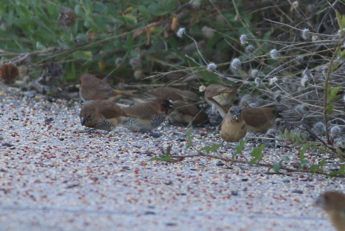 Scaly-breasted Munia - ML644964713