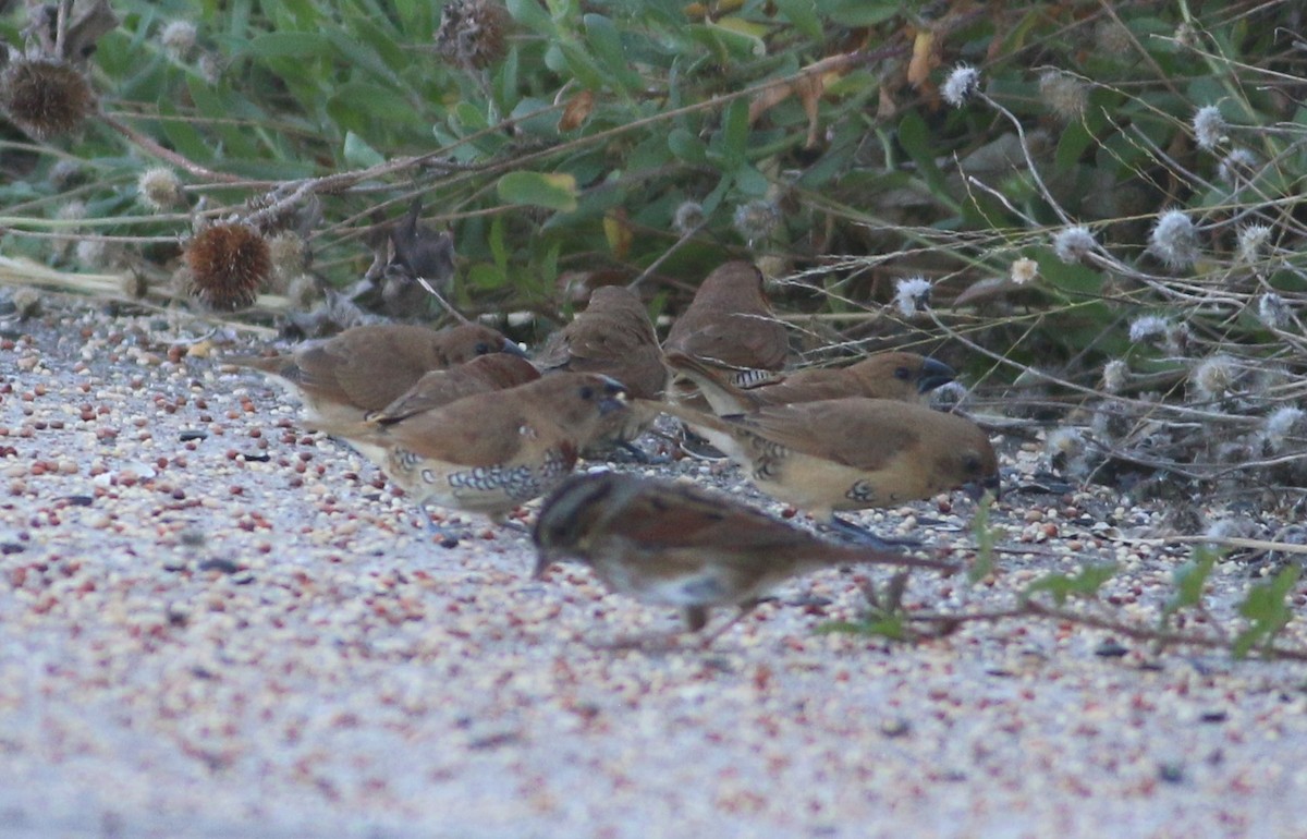 Scaly-breasted Munia - ML644964714