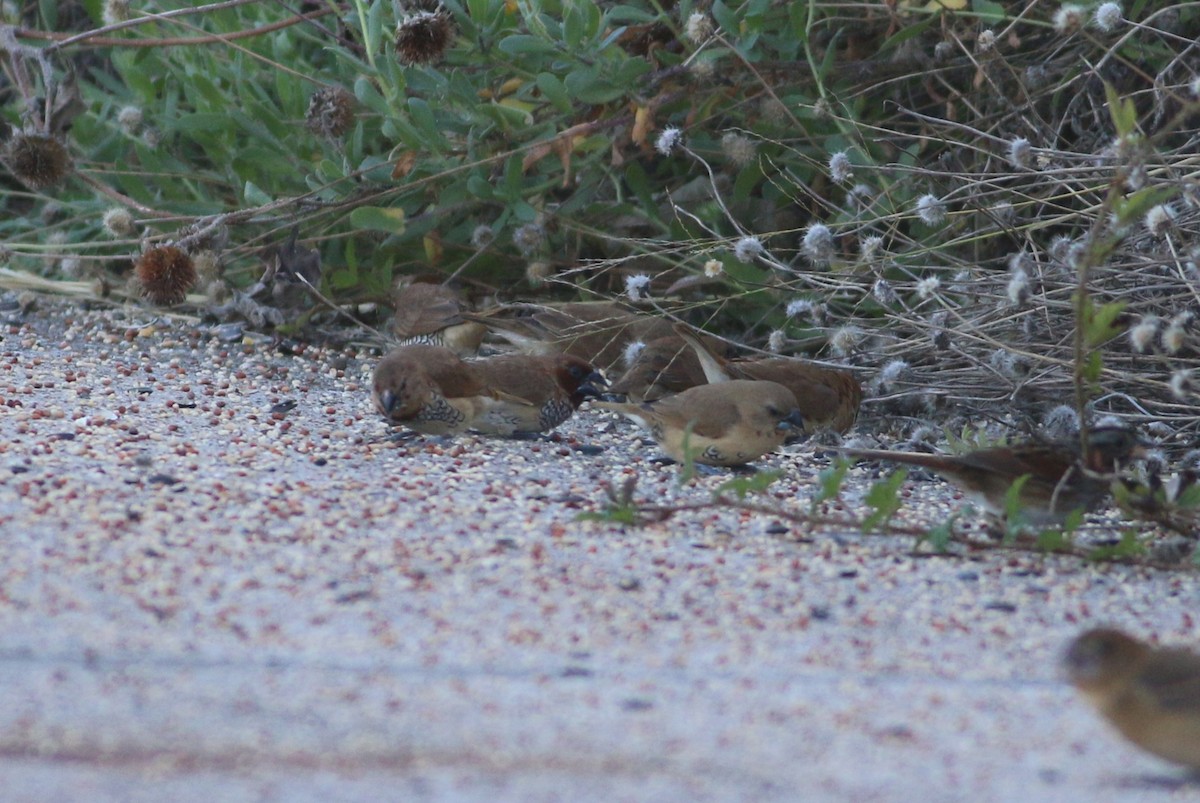 Scaly-breasted Munia - ML644964715