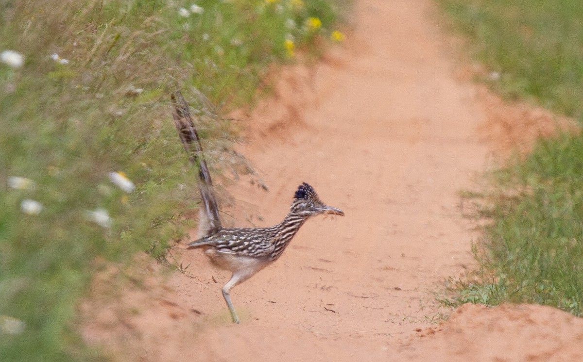 Greater Roadrunner - ML644964738