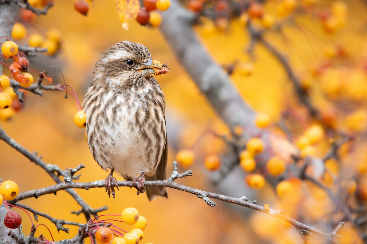 Purple Finch - ML644964743