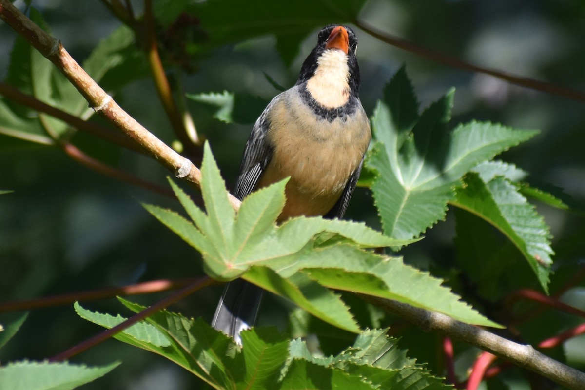 oransjenebbsaltator - ML644964748