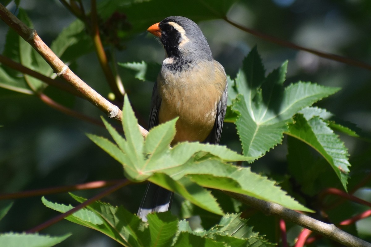 oransjenebbsaltator - ML644964749