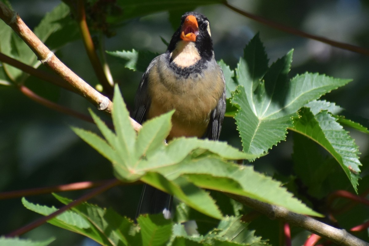 oransjenebbsaltator - ML644964750