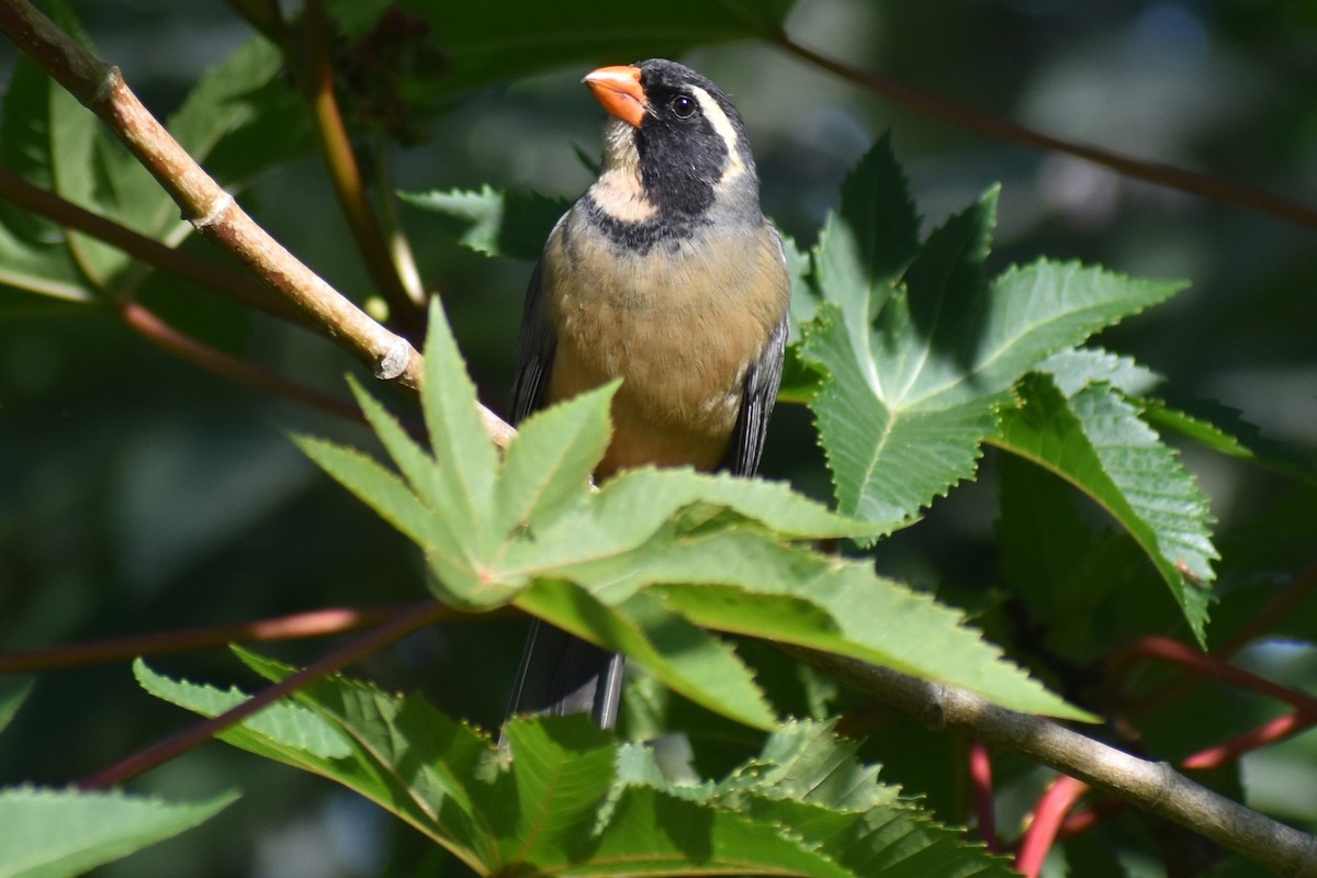 oransjenebbsaltator - ML644964751