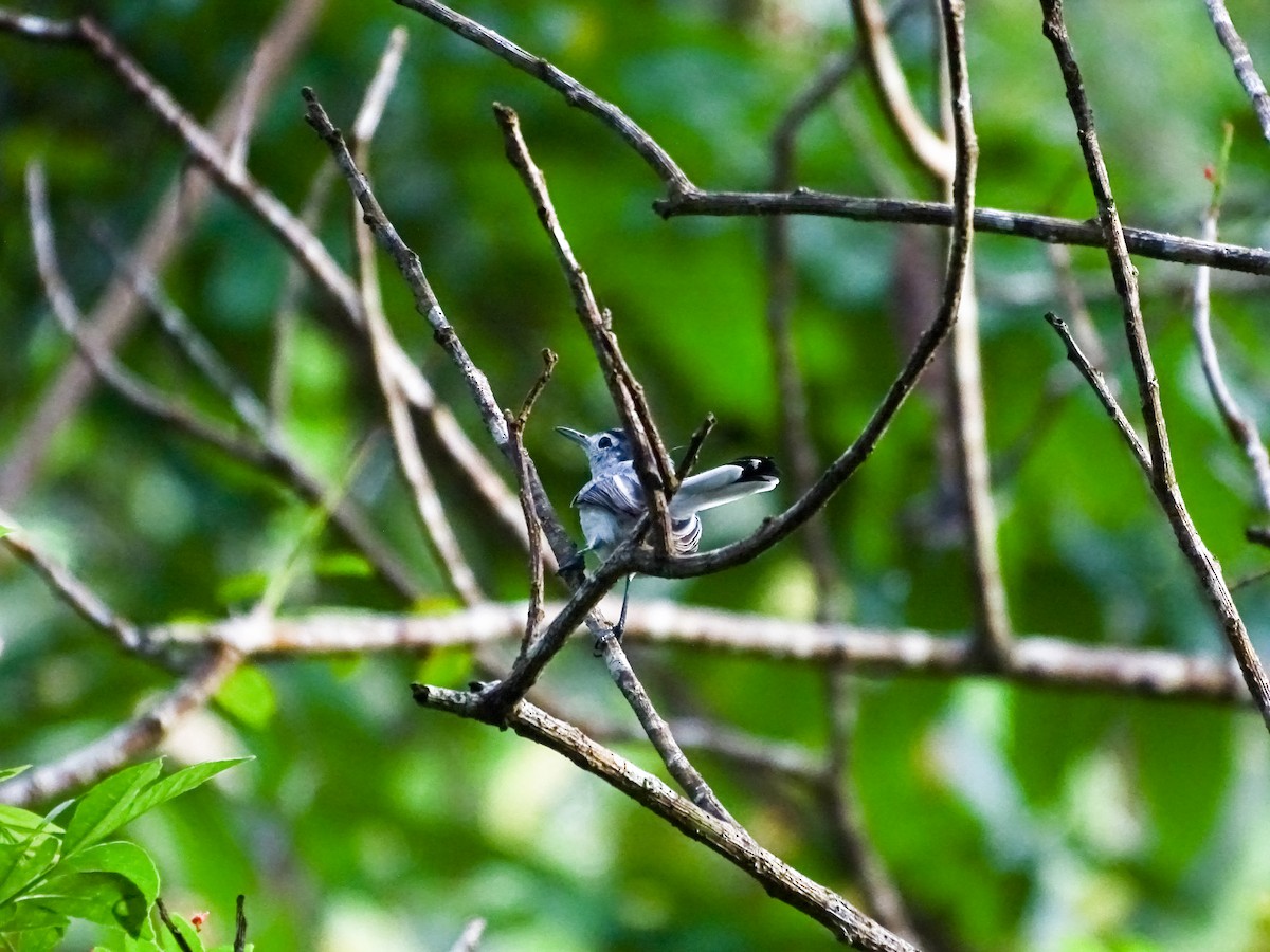 White-browed Gnatcatcher - ML644964758