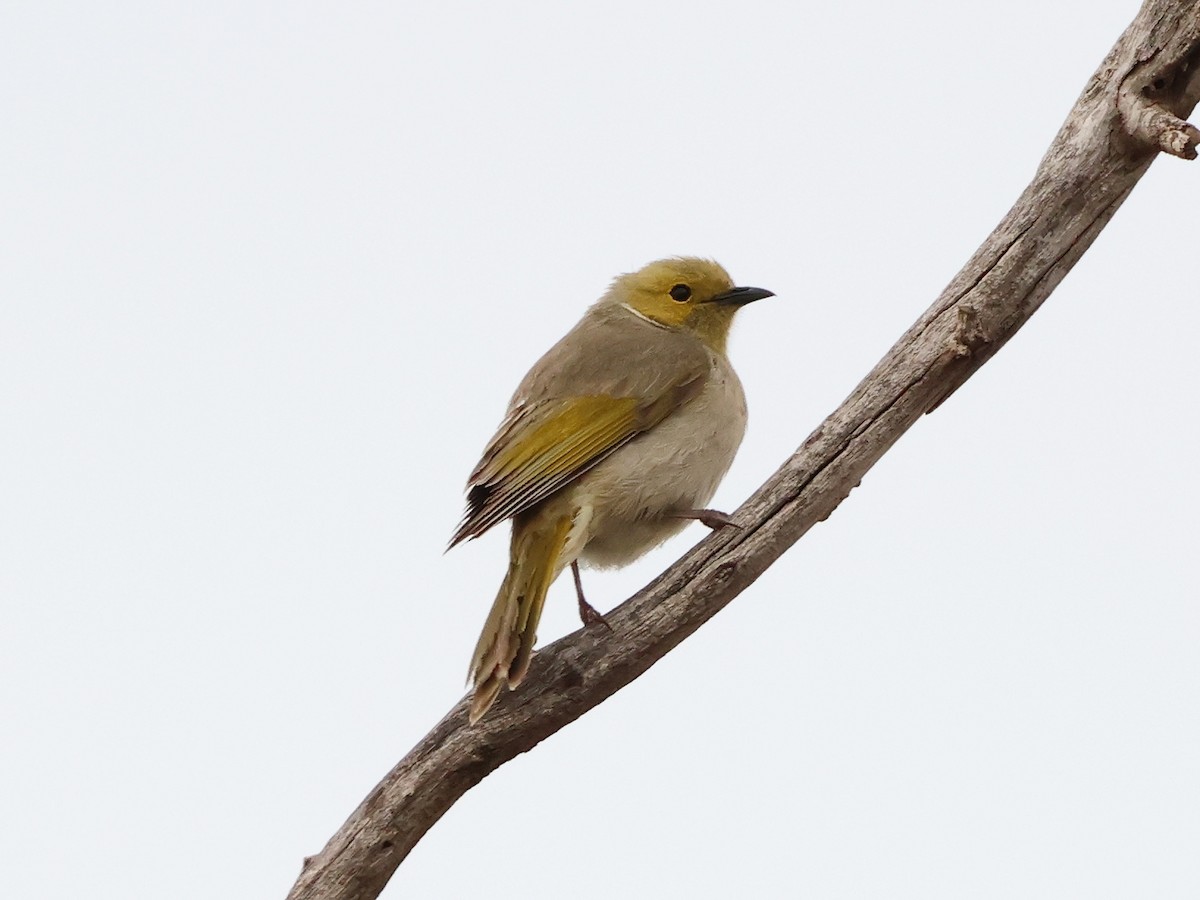 White-plumed Honeyeater - ML644964759