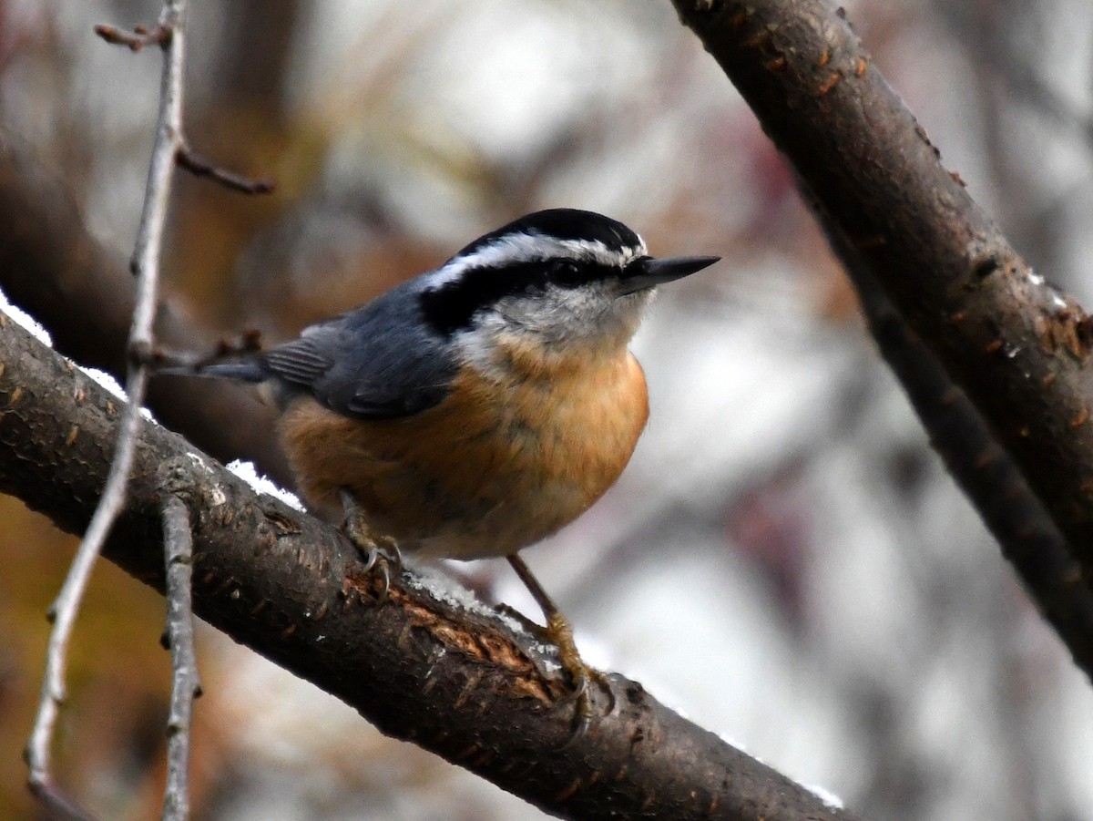 rustspettmeis - ML644964765