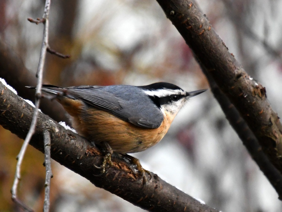 rustspettmeis - ML644964766