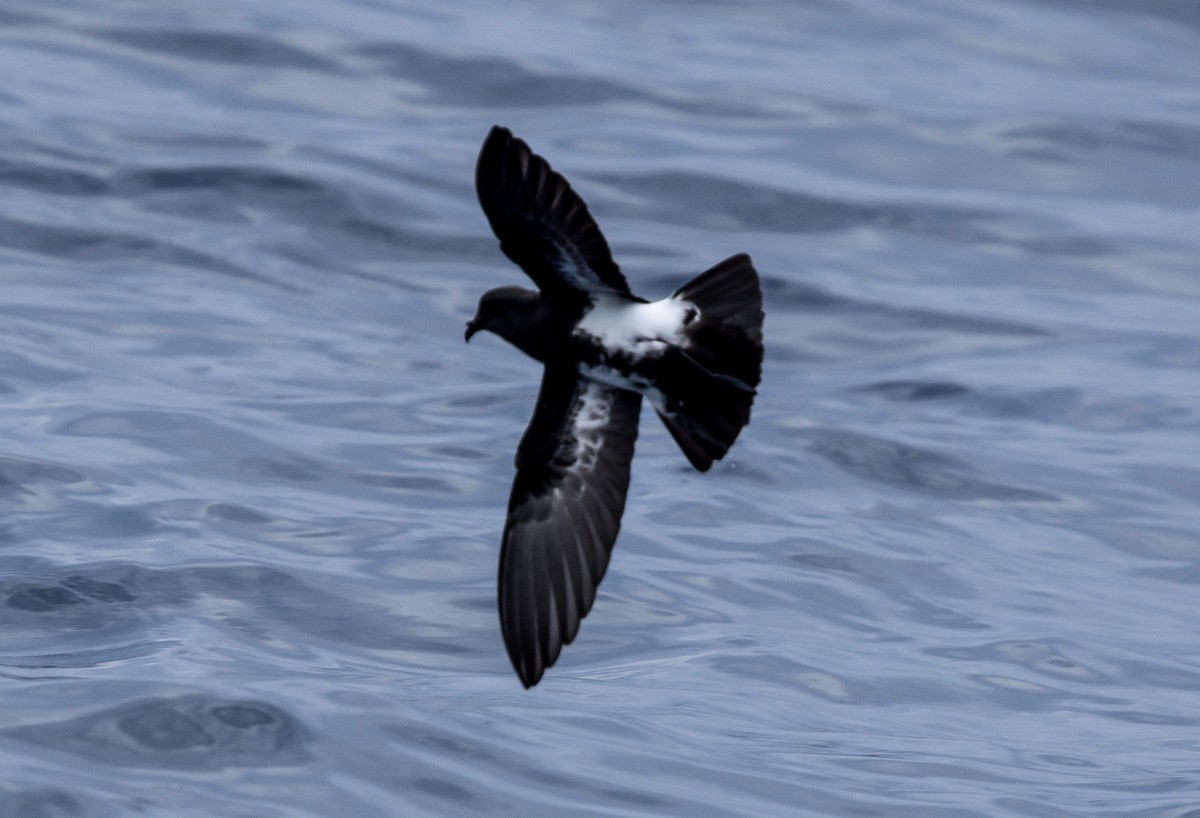 Black-bellied Storm-Petrel - ML644964770