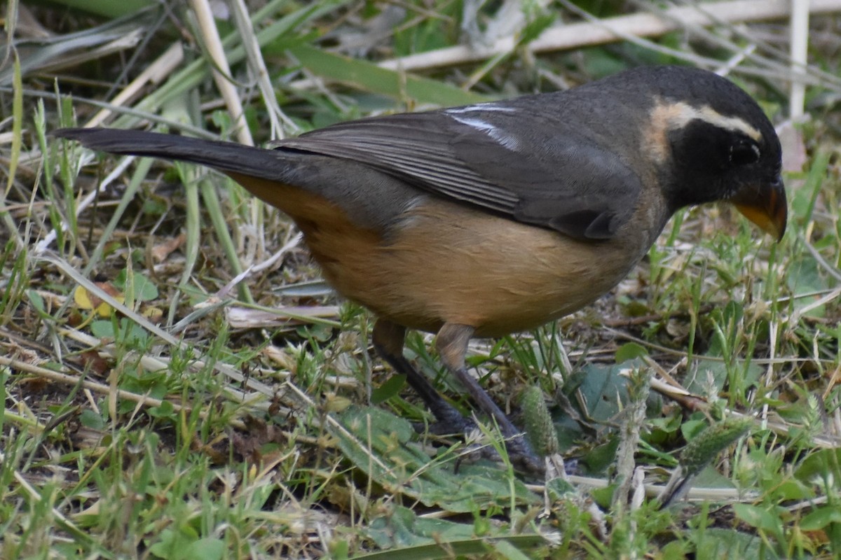 oransjenebbsaltator - ML644964776