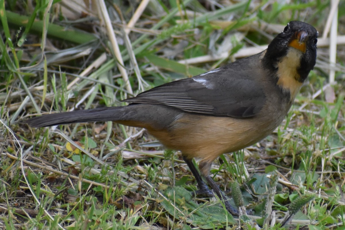 oransjenebbsaltator - ML644964777