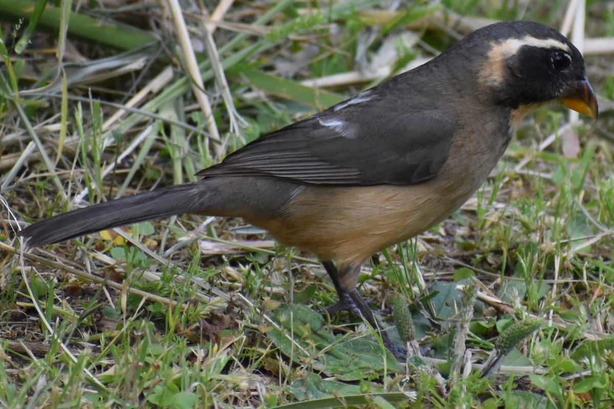 oransjenebbsaltator - ML644964778