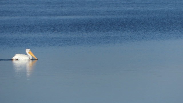 American White Pelican - ML644964781