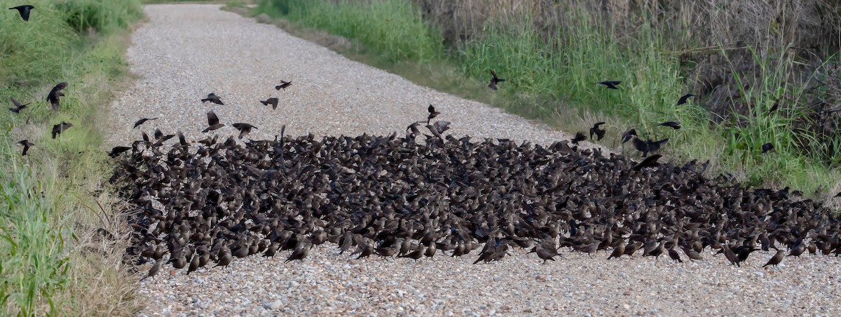 brunhodetrupial - ML644964786