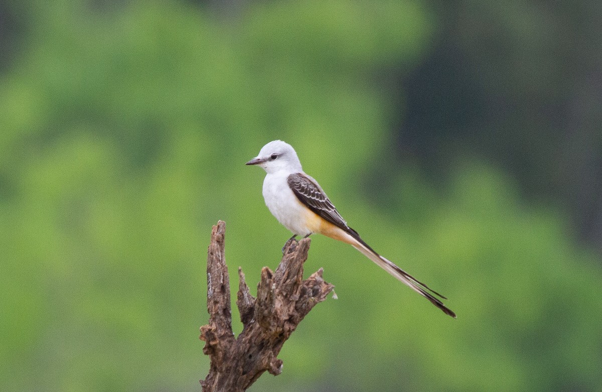 Scissor-tailed Flycatcher - ML644964797