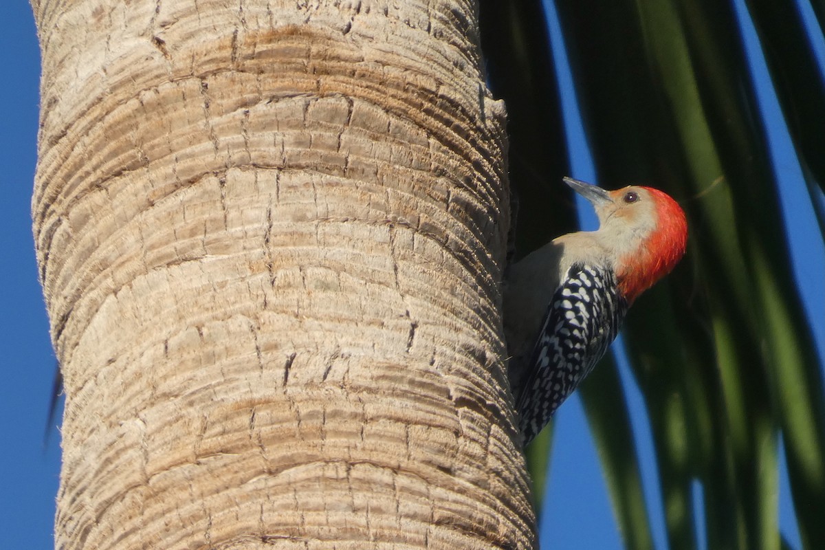 Red-bellied Woodpecker - ML644964801
