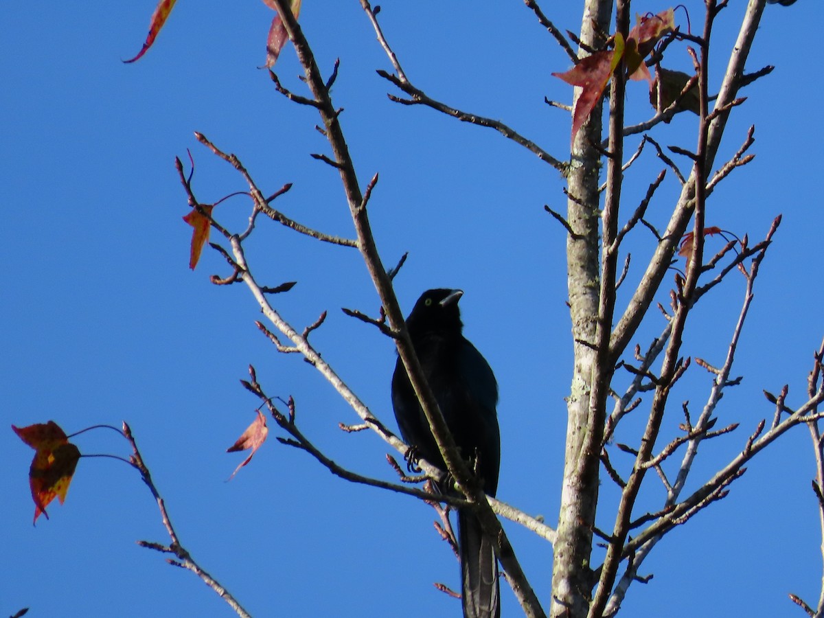 Bushy-crested Jay - ML644964834