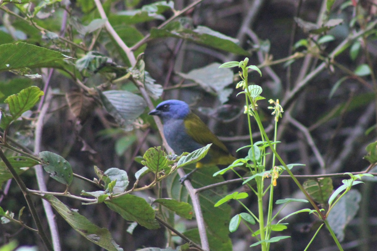 Blue-capped Tanager - ML644964835