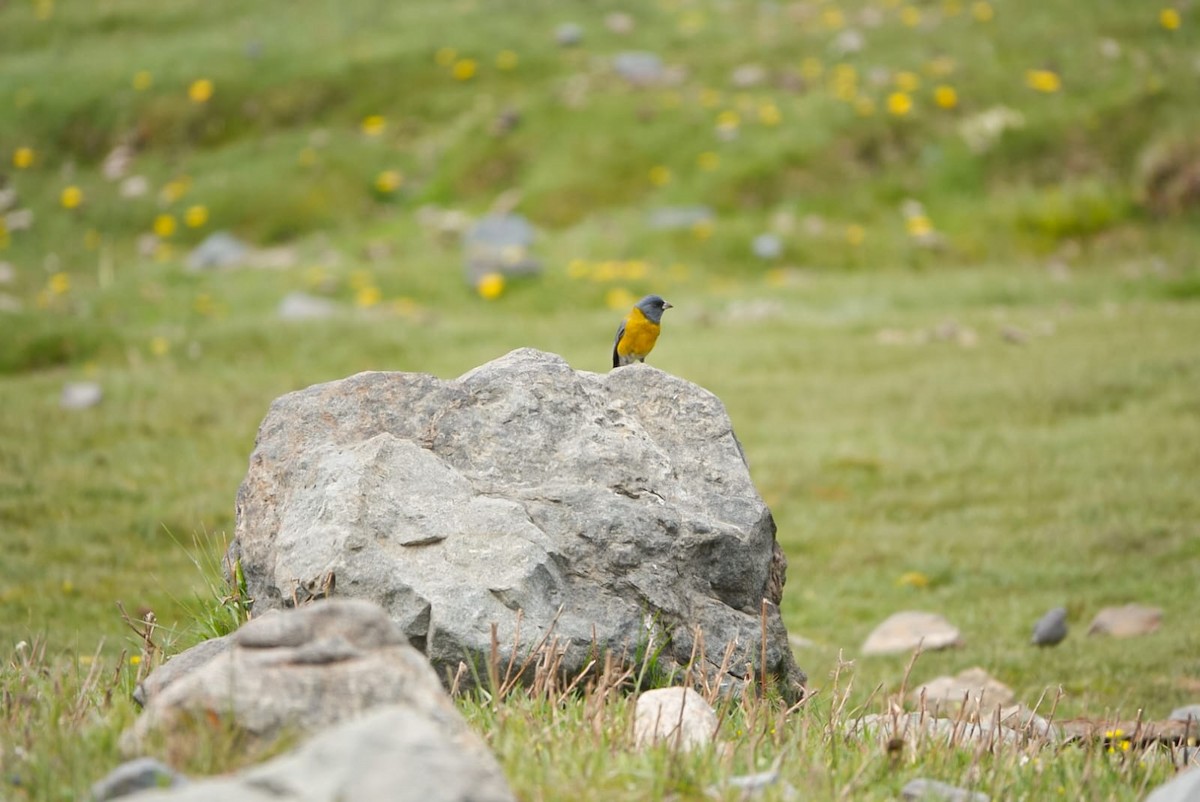 Gray-hooded Sierra Finch - ML644964839