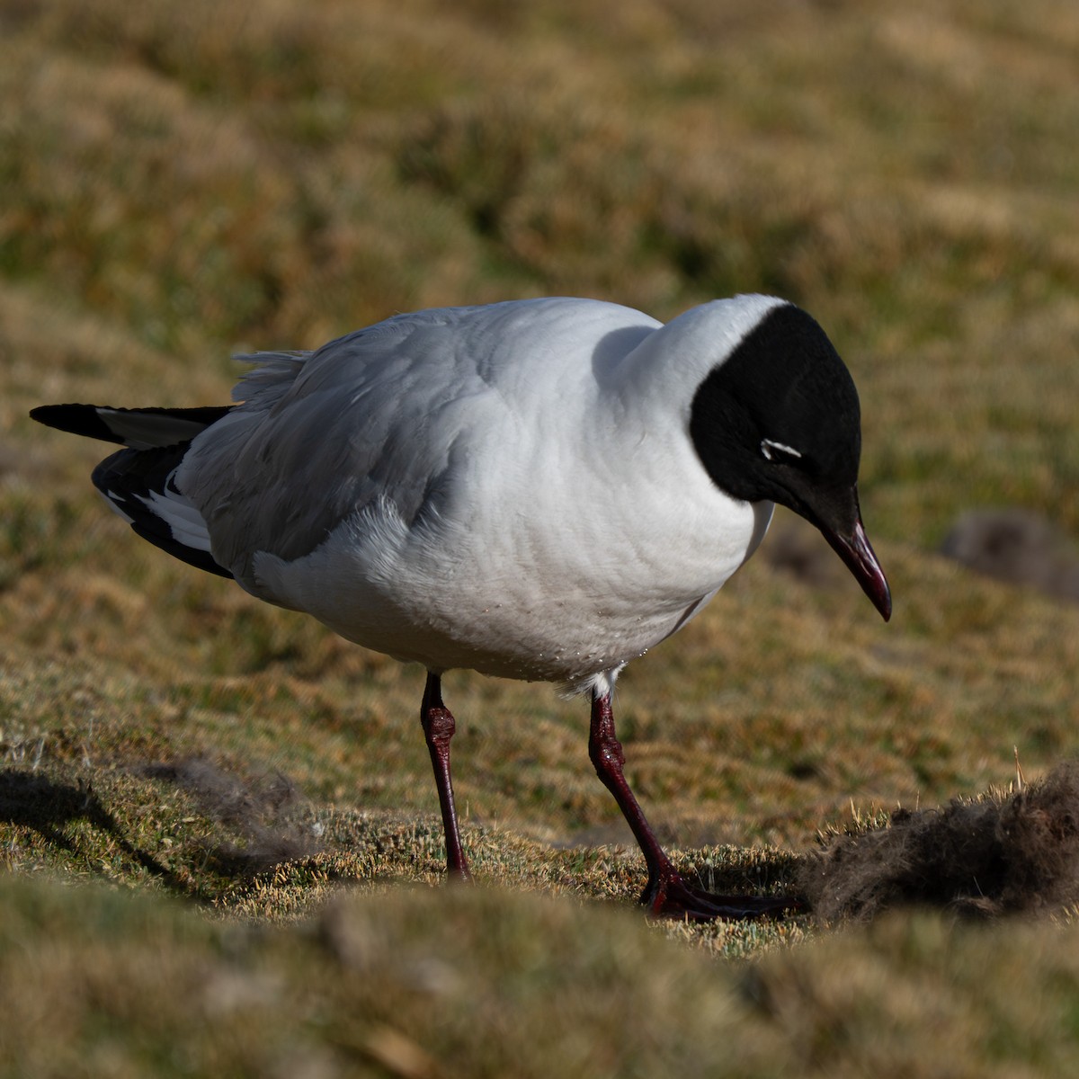 Andean Gull - ML644964847