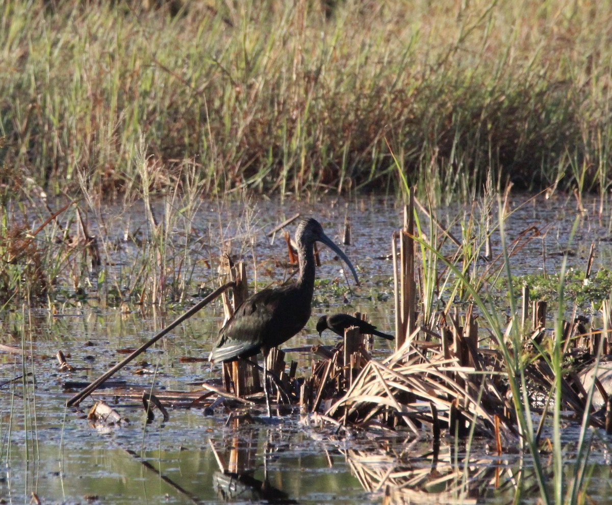 White-faced Ibis - ML644964857