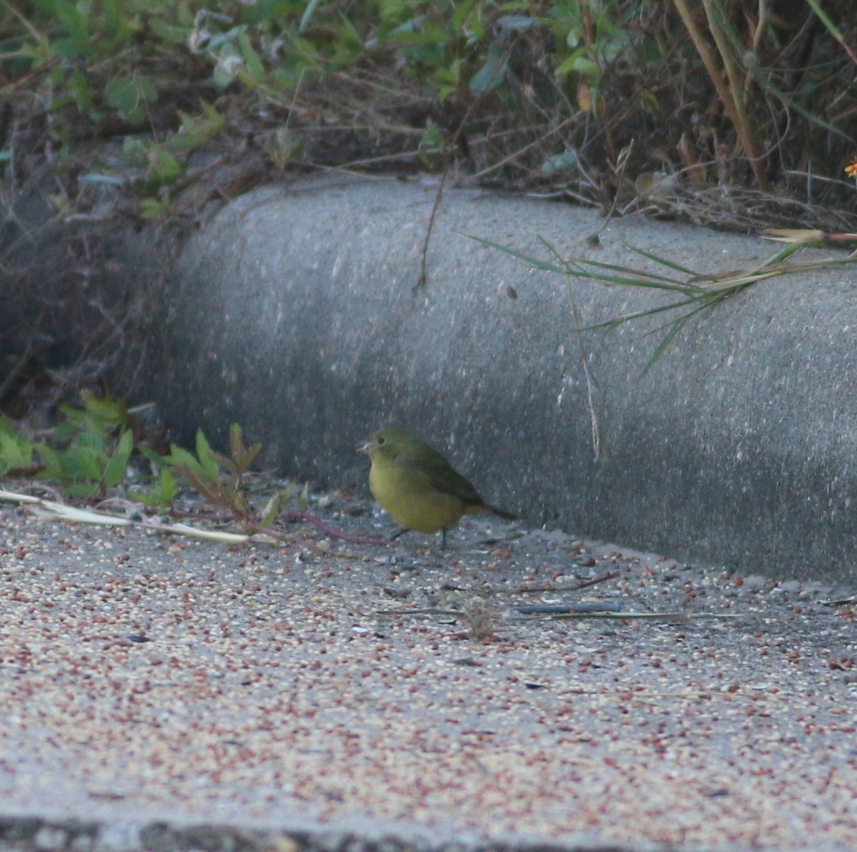 Painted Bunting - ML644964859