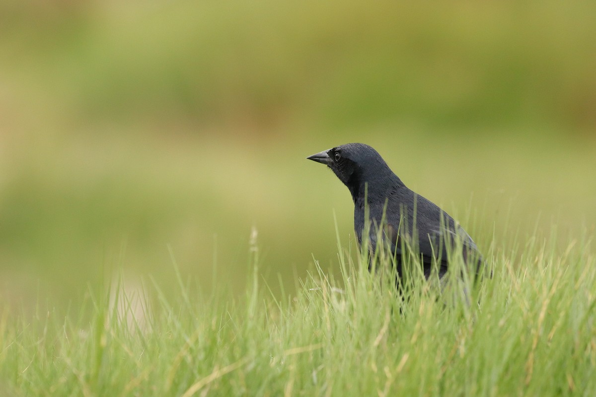 Scrub Blackbird - ML644964882