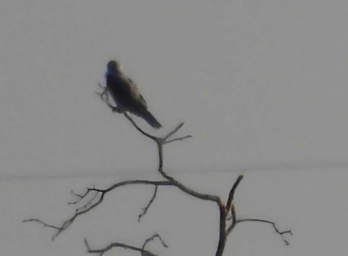 White-tailed Kite - ML644964899