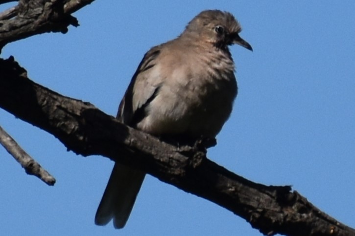 holoubek pikui - ML644964925