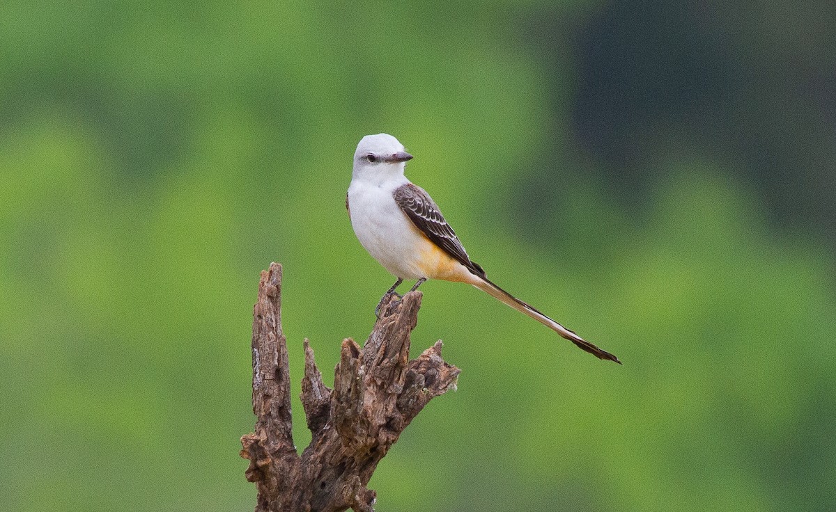 Scissor-tailed Flycatcher - ML644964950
