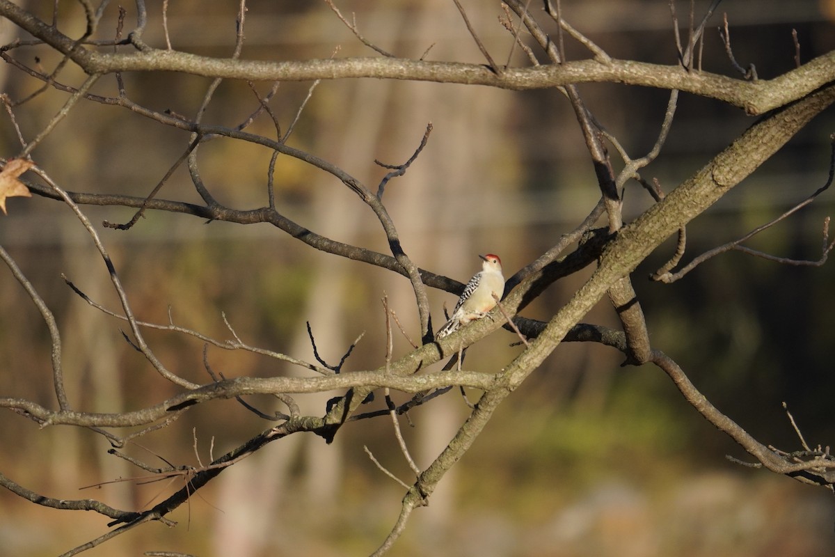 Red-bellied Woodpecker - ML644964952