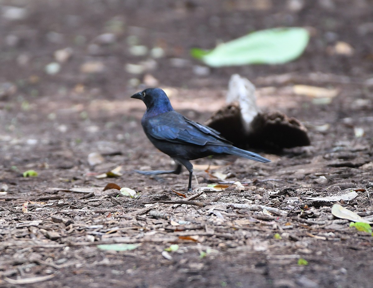 Purpurgrackel - ML644964957