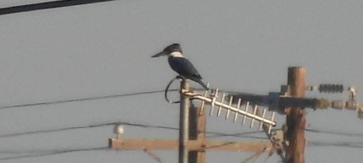 Ringed Kingfisher - ML644964974