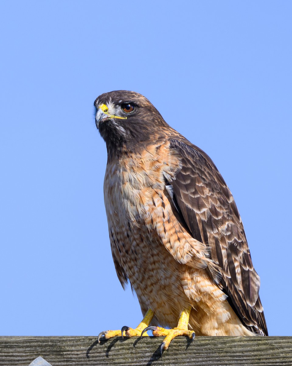 Red-tailed Hawk - ML644964975