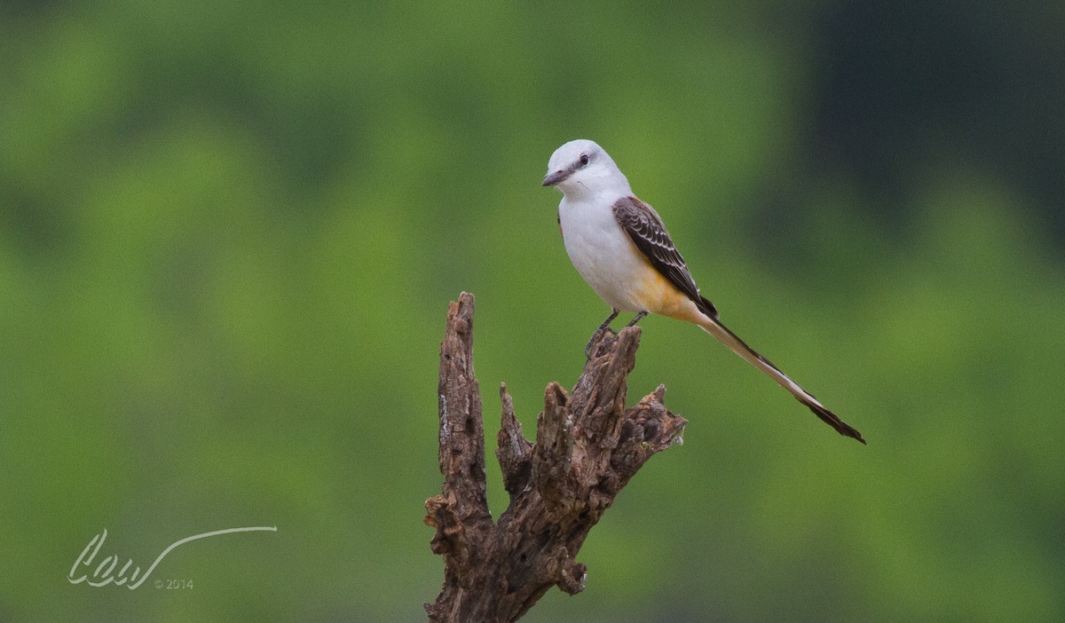 Scissor-tailed Flycatcher - ML644964976