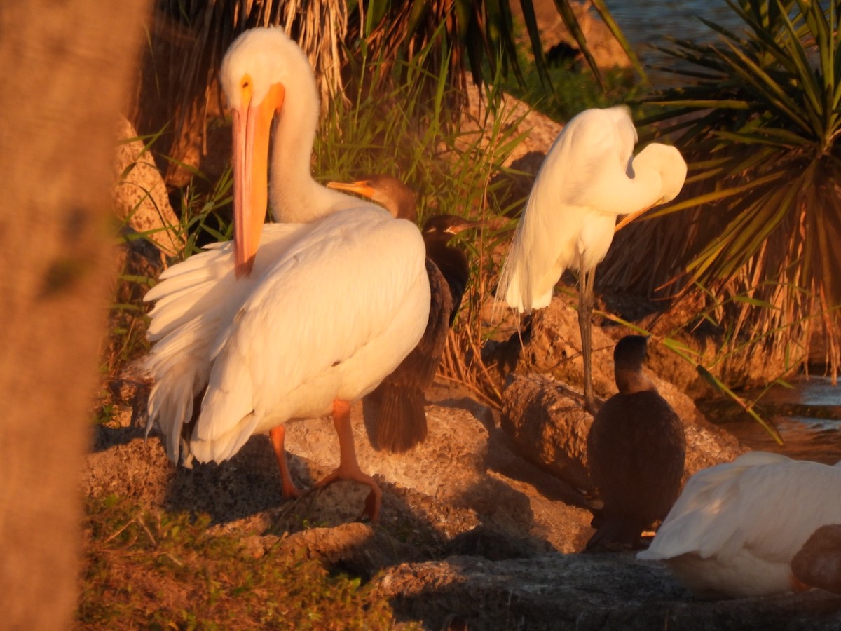 American White Pelican - ML644965000