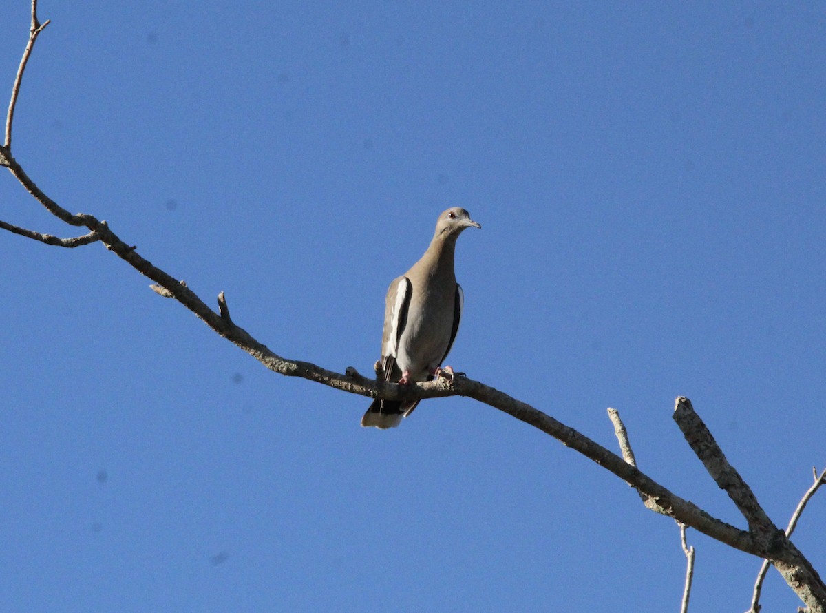 White-winged Dove - ML644965001