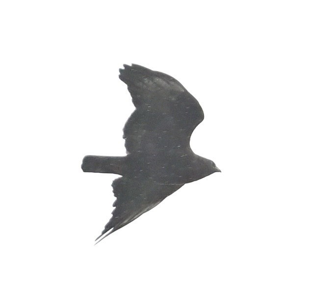 káně bělokostřečná - ML644965003