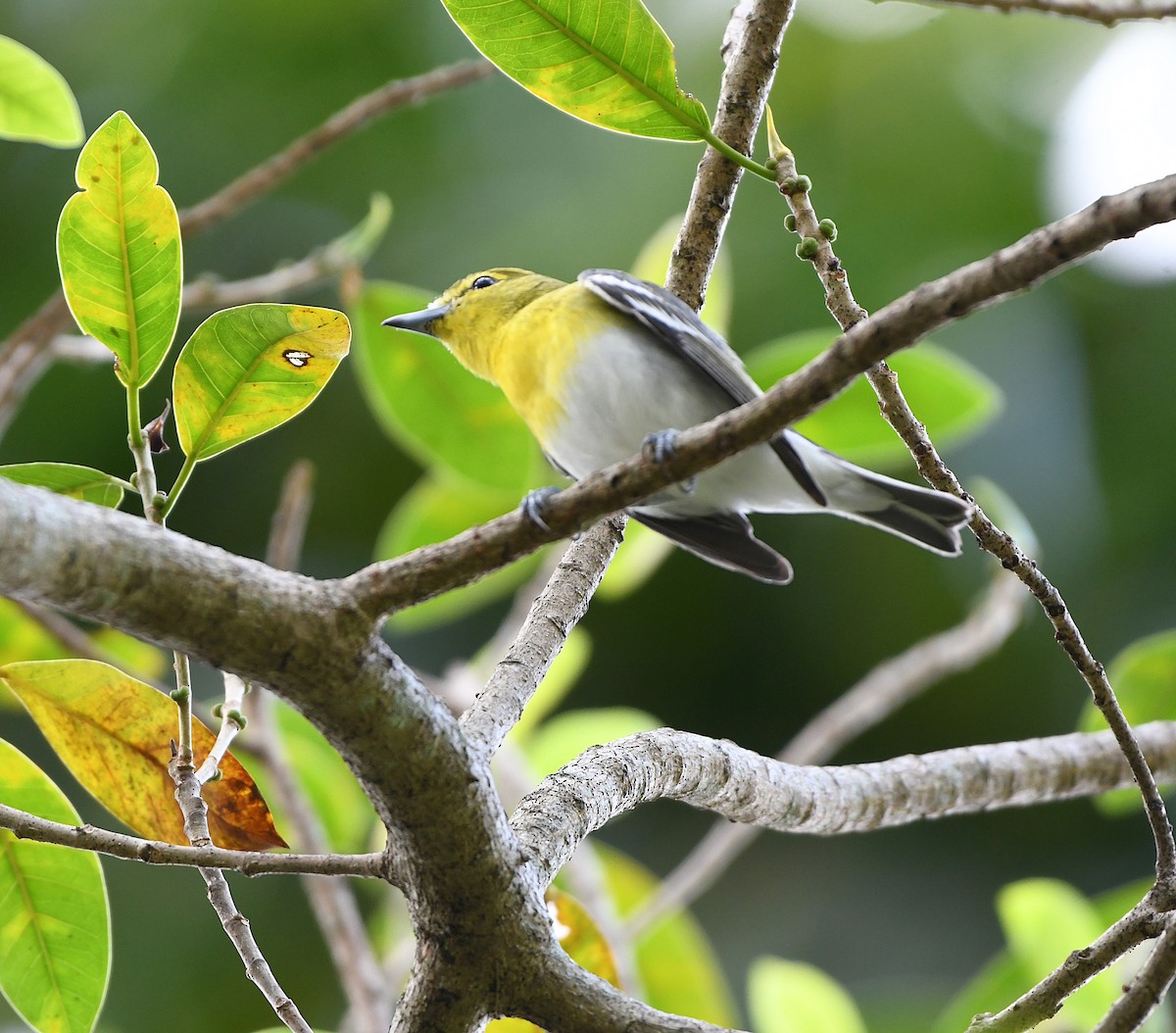 Yellow-throated Vireo - ML644965004