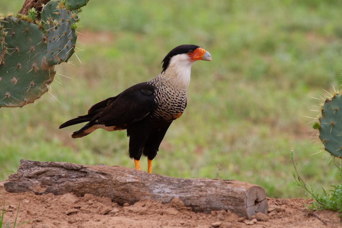 Crested Caracara (Northern) - ML644965007