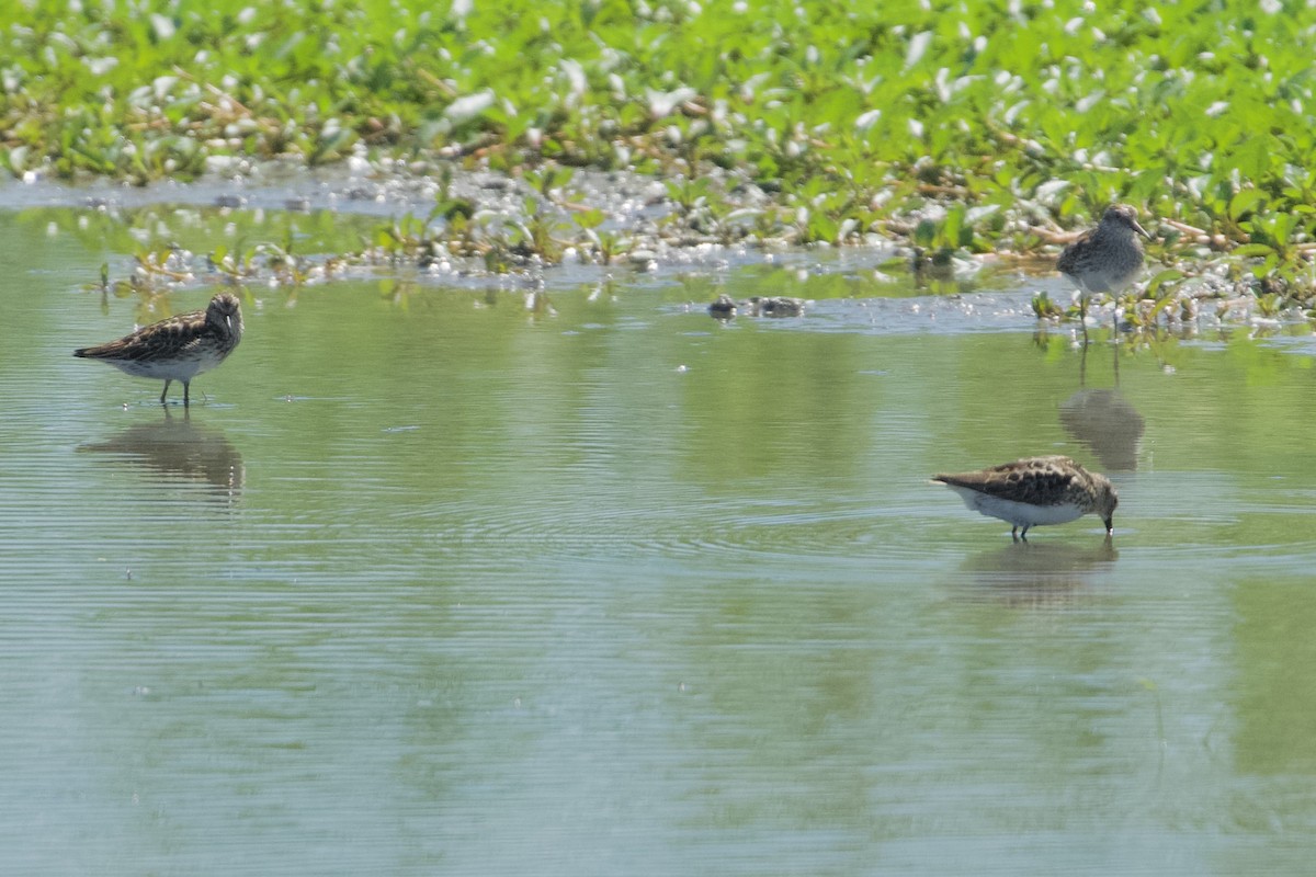 Дутыш - ML644965013