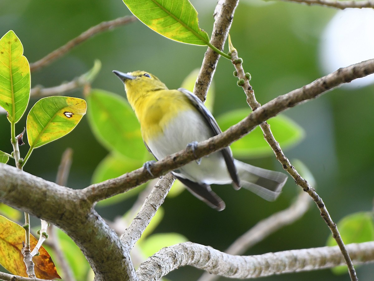 Yellow-throated Vireo - ML644965020