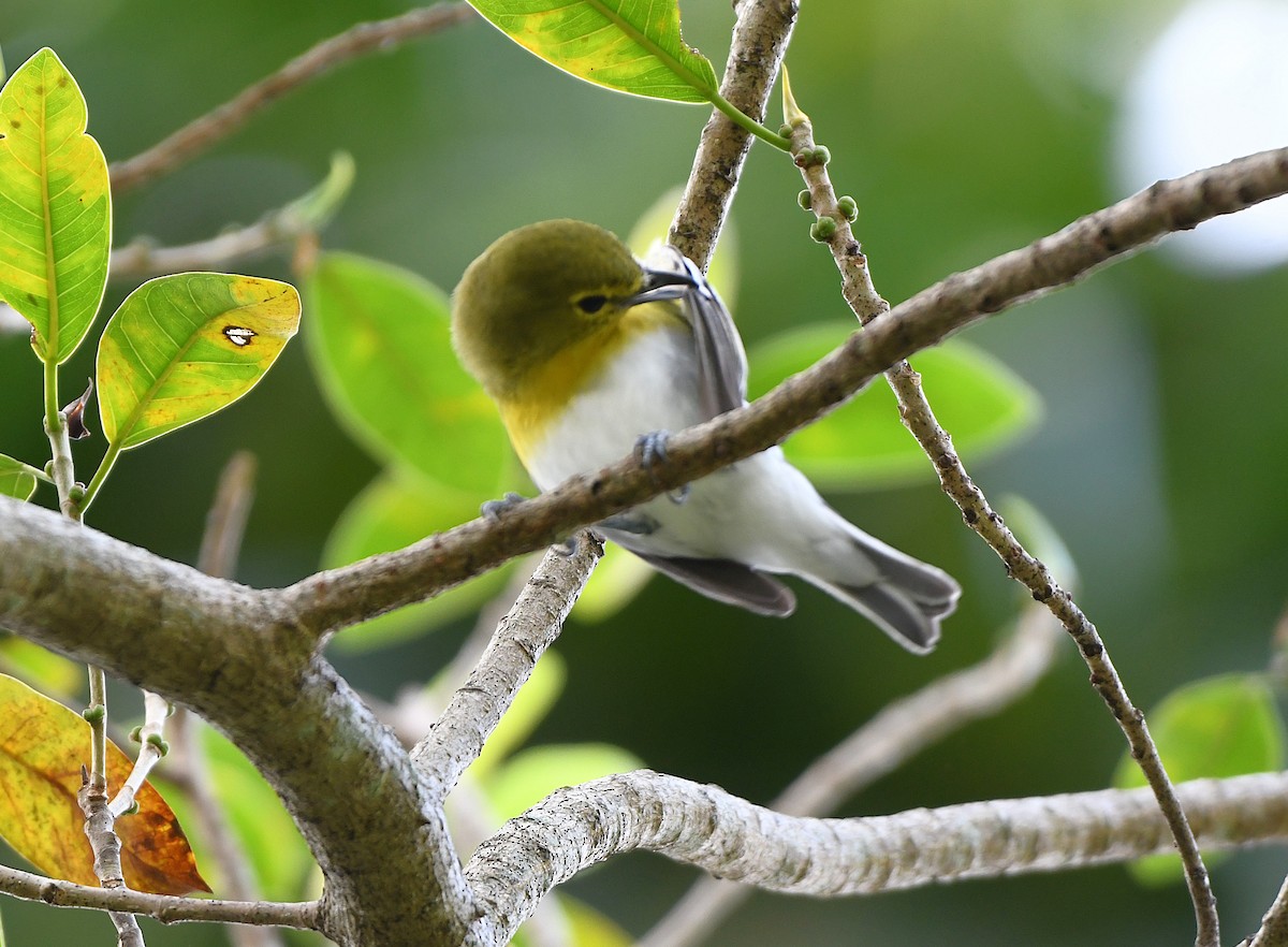 Yellow-throated Vireo - ML644965021