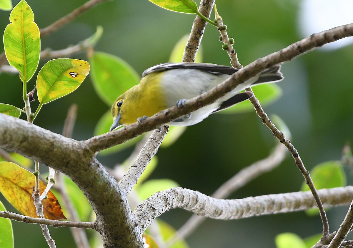 Yellow-throated Vireo - ML644965022