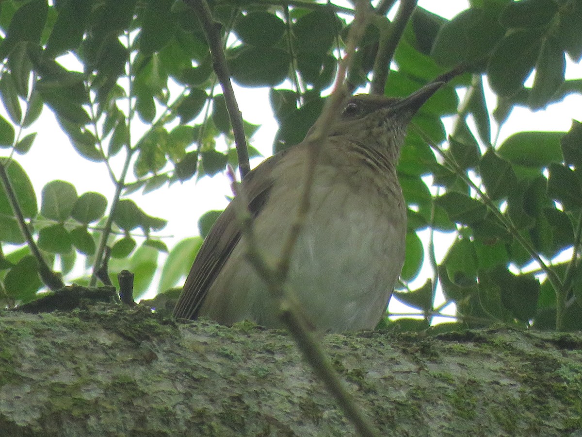 Black-billed Thrush - ML644965025
